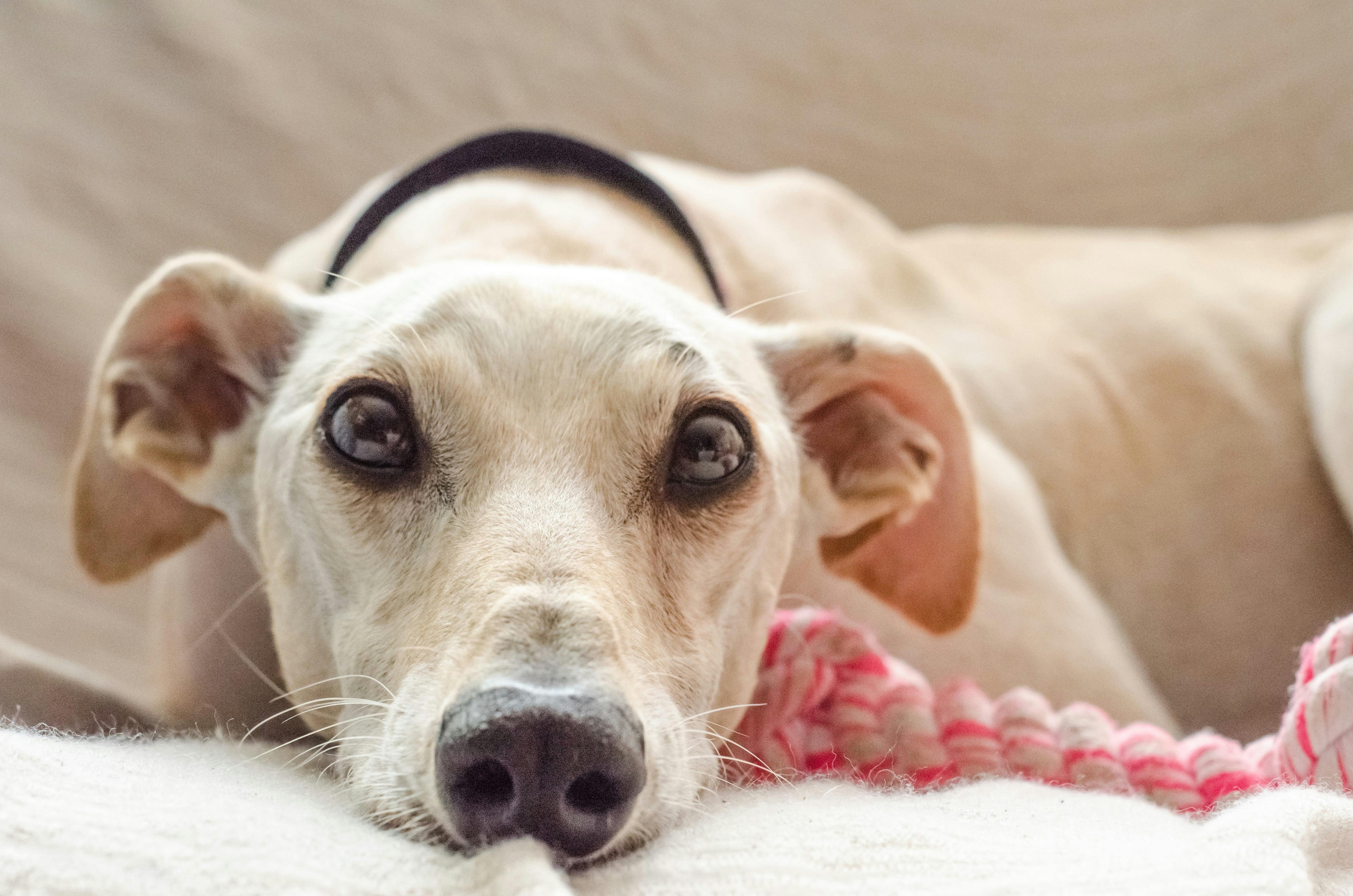 beige dog lying on white textile